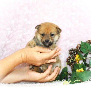 柴犬(豆柴)【千葉県・女の子・2023年8月15日・赤】の写真「★容姿・骨格構成・犬質ハイレベル！健康診断付！」