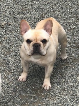 フレンチブルドッグ【神奈川県・女の子・2018年7月7日・クリーム】の写真「優良血統な美犬」