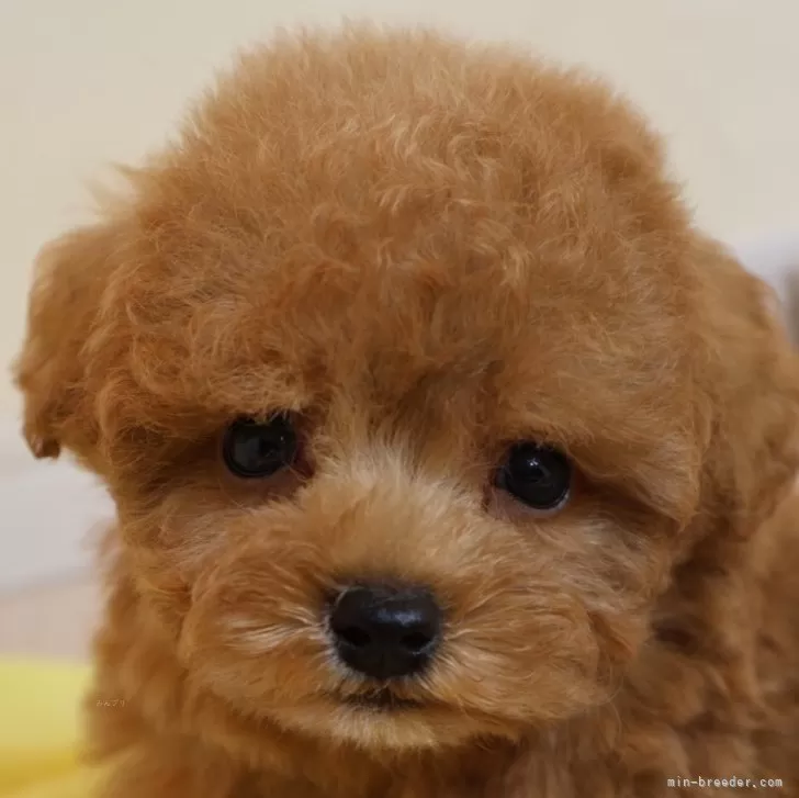 ふうちゃん 様のお迎えした子犬