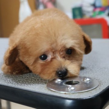 タイニープードル【広島県・男の子・2024年7月3日・レッド】の写真「むっちゃ可愛くなりました」