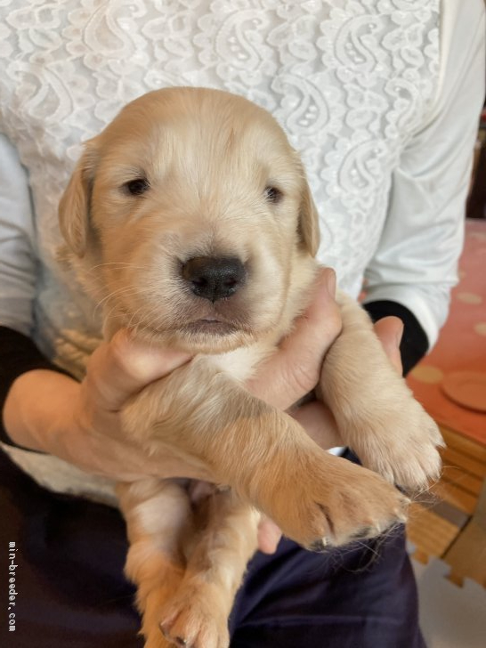 ゴールデンレトリバー 北海道 男の子 21年4月2日 薄いクリーム 顔の丸いイケメン みんなのブリーダー 子犬id 2104 023