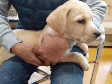 ラブラドールレトリバー【熊本県・男の子・2019年9月8日・イエロー】の写真「とても明るく元気、仔犬とも人とも遊ぶのが大好きです」