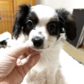 パピヨン