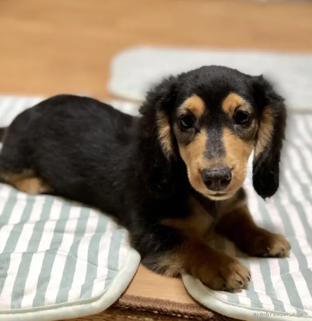 ラムネ 様のお迎えした子犬