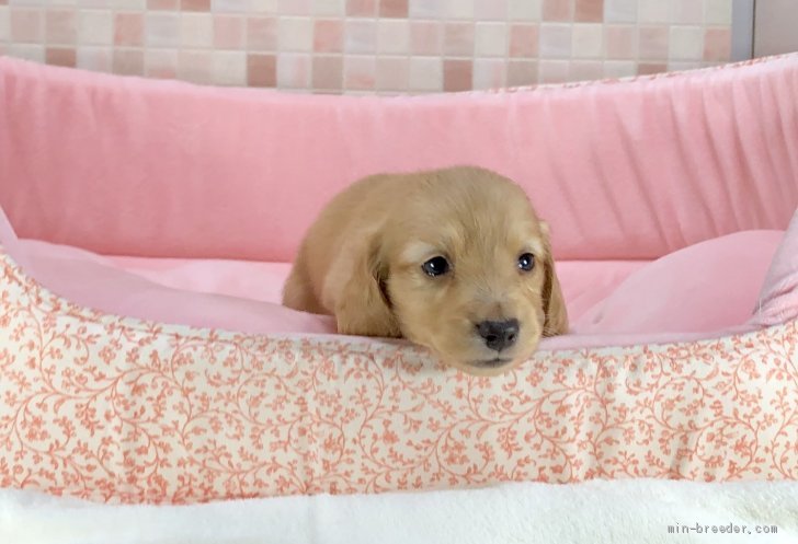 トラ 様のお迎えした子犬