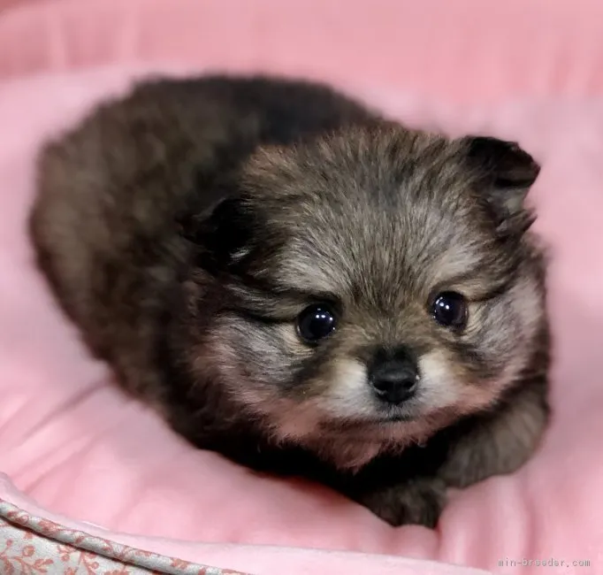 ともちん 様のお迎えした子犬