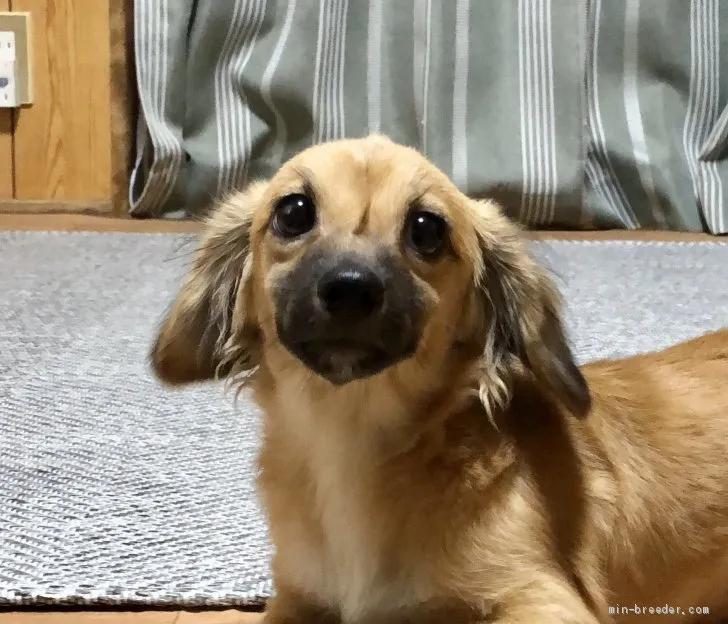 S.Y 様のお迎えした子犬