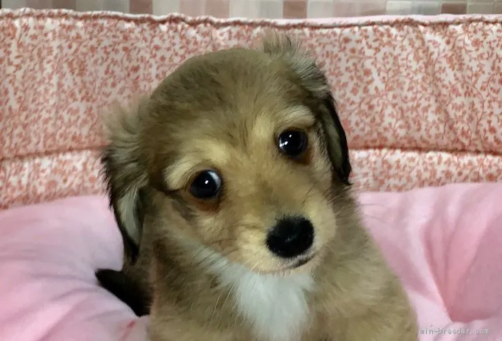 はるみ 様のお迎えした子犬