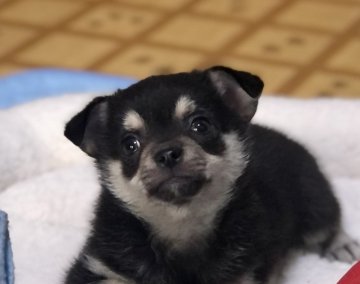 パパ→チワワ ママ→チワポメ【千葉県・男の子・2022年1月21日・ブラックタン】の写真「🐾おっとりした男の子です。」