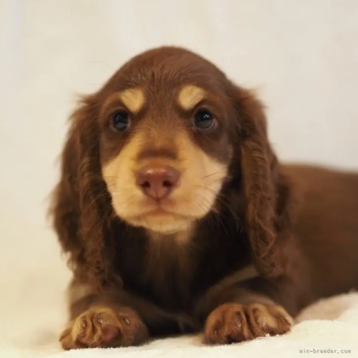 れい 様のお迎えした子犬