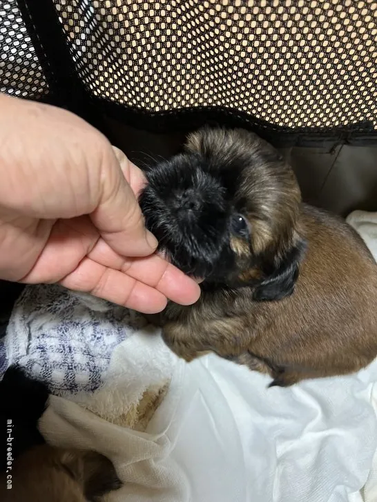 H.O 様のお迎えした子犬