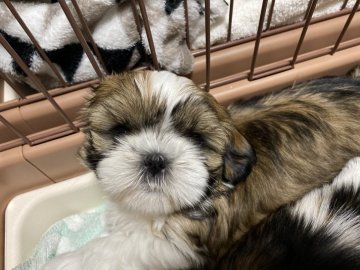 シーズー【愛媛県・女の子・2021年11月10日・ゴールド&ホワイト】の写真「父犬はロシア輸入犬2019年No. 1シーズーオス」