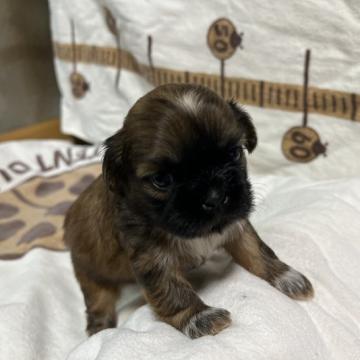 シーズー【愛媛県・女の子・2022年11月8日・ゴールド ブラックマスク】の写真「父犬はロシア輸入犬ブラックシーズーです。」