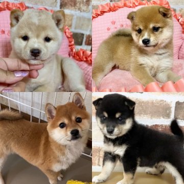 茨城県でおすすめの柴犬のブリーダー特集 みんなのペットライフ