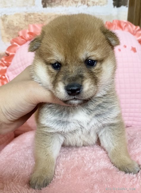 豆柴 茨城県 女の子 21年5月4日 赤 茶色 豆柴タイプの柴犬 可愛い女の子 みんなのブリーダー 子犬id 2106