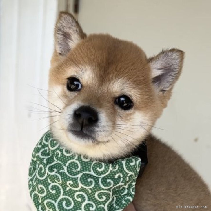 4代祖豆柴認定🐕遺伝子クリア  極上な女の子❤️ | 豆柴