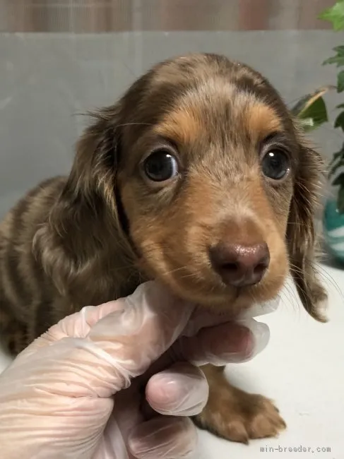 たむ 様のお迎えした子犬