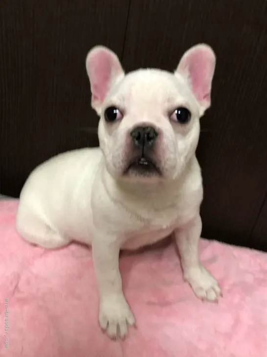 J.E 様のお迎えした子犬