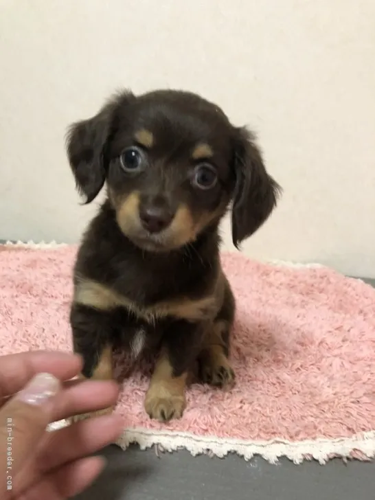 チワックス 様のお迎えした子犬