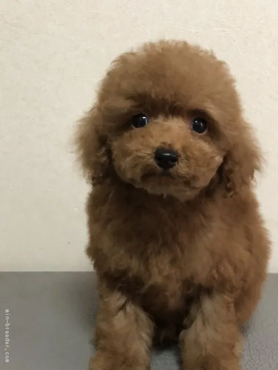 ゆずあん 様のお迎えした子犬