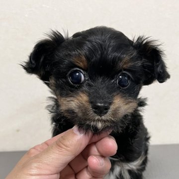 チワプー(トイプードル×チワワ)【神奈川県・男の子・2023年11月7日・トライカラー】の写真「人懐こく明るい性格のイケメン！」