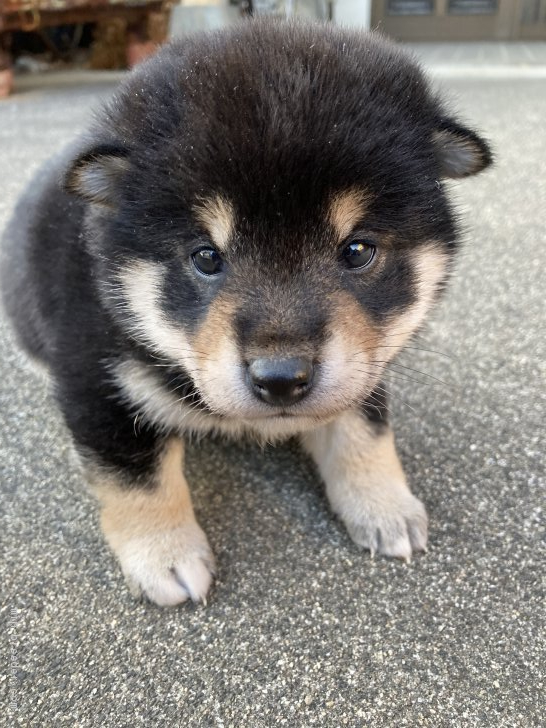 柴犬 三重県 女の子 21年1月28日 黒柴 小ぶりで可愛いで黒柴 みんなのブリーダー 子犬id 2102