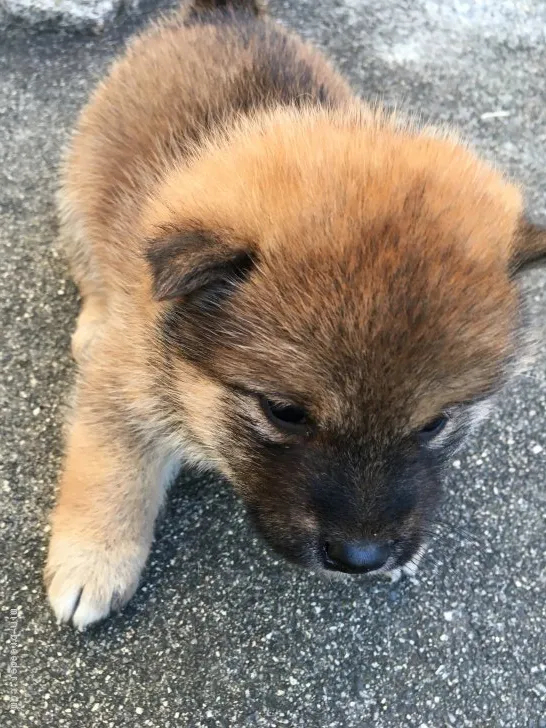 柴犬(標準サイズ)【三重県・男の子・2019年11月13日・茶柴】の写真1