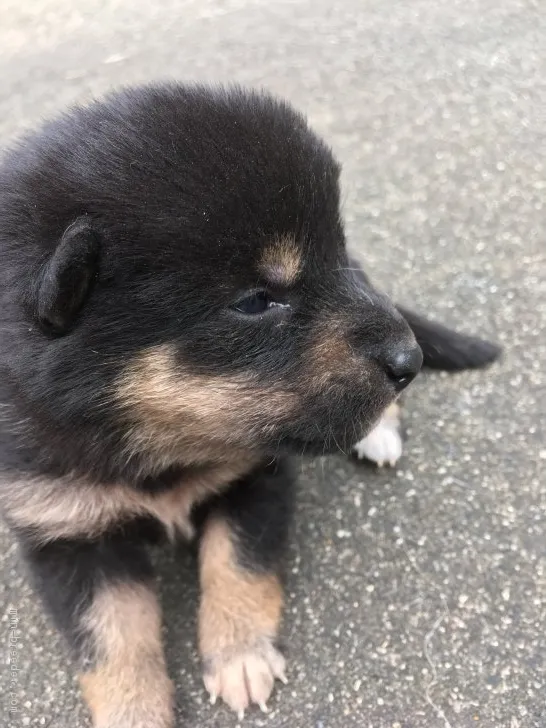 柴犬(標準サイズ)【三重県・女の子・2018年9月26日・黒柴】の写真1