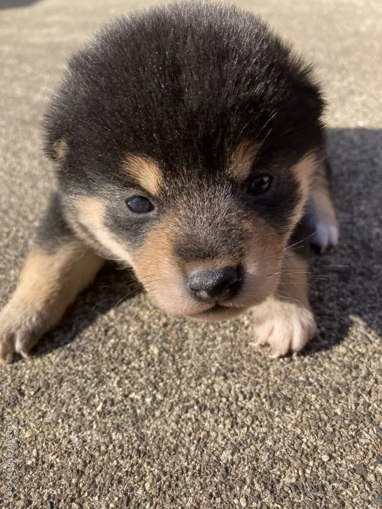 タイ 様のお迎えした子犬