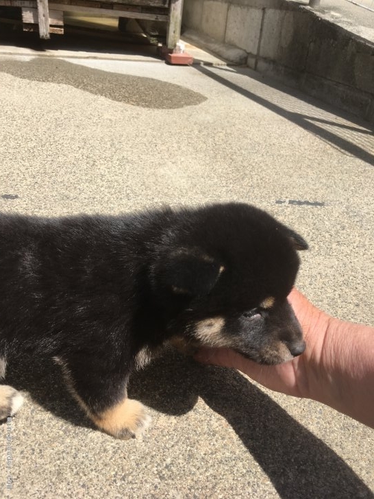 柴犬 三重県 男の子 18年3月14日 黒柴 生まれたて可愛い黒柴オスです みんなのブリーダー 子犬id 1804