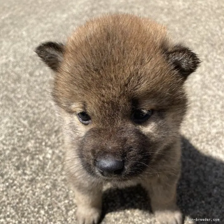 柴犬(標準サイズ)【三重県・男の子・2023年2月20日・茶色】の写真1