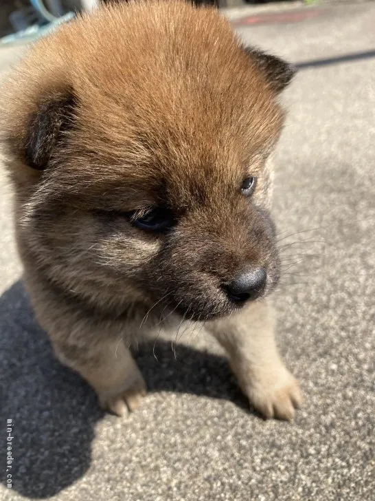 マサ 様のお迎えした子犬