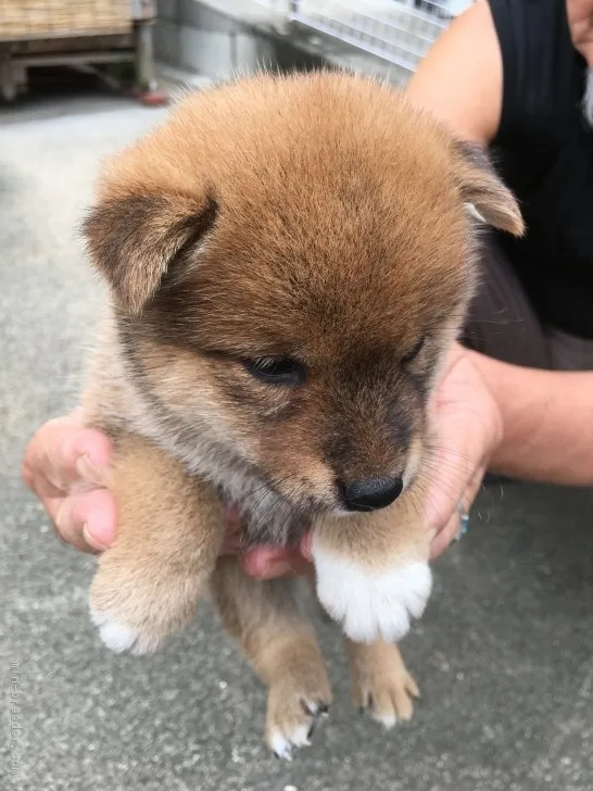 柴犬(標準サイズ)【三重県・女の子・2018年8月12日・茶色】の写真1