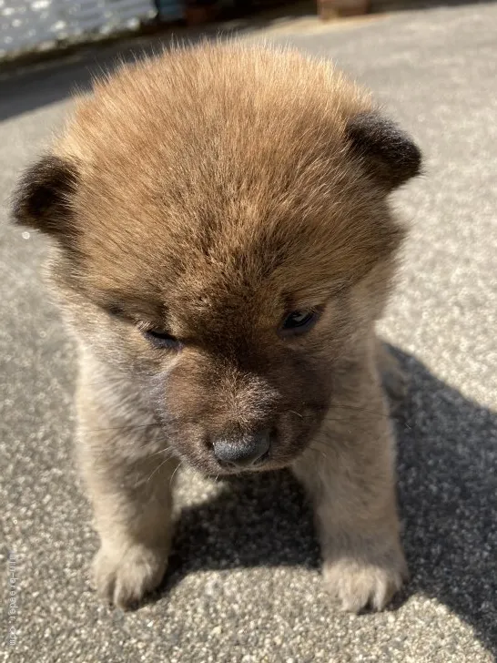 ハマトママ 様のお迎えした子犬