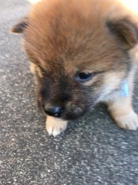 柴犬(標準サイズ)【三重県・男の子・2019年11月13日・茶柴】の写真「元気で人懐こっい茶柴オスです！」