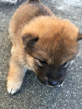 柴犬(標準サイズ)【三重県・男の子・2019年11月13日・茶柴】の写真「茶柴オス、とても元気です！」