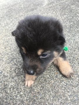 柴犬(標準サイズ)【三重県・男の子・2018年9月26日・黒柴】の写真「元気な黒柴」