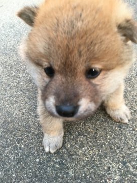 柴犬(標準サイズ)【三重県・男の子・2019年11月3日・茶柴オス】の写真「元気で人懐こっい茶柴オスです」