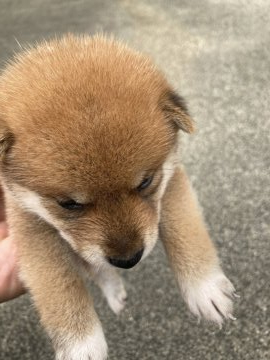 柴犬(標準サイズ)【三重県・女の子・2020年8月19日・茶柴】の写真「とても元気ですが小さめです！人懐っこいです」