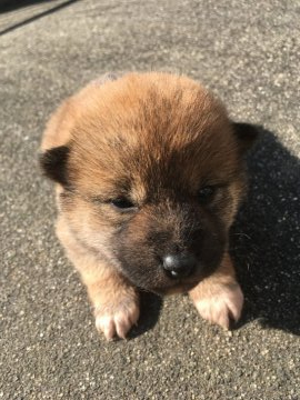 柴犬(標準サイズ)【三重県・女の子・2020年1月16日・茶色】の写真「小さめで可愛いメスの茶柴です」