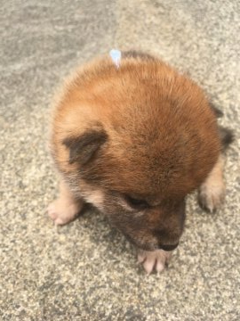 柴犬(標準サイズ)【三重県・男の子・2019年6月12日・茶色】の写真「人なつこい可愛い茶柴です！」