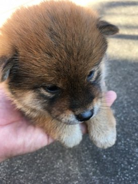 柴犬(標準サイズ)【三重県・女の子・2019年11月13日・茶柴】の写真「茶柴メス、とても人懐こっいです！」