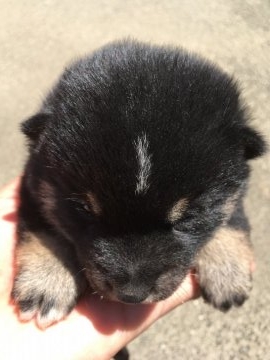 柴犬(豆柴)【三重県・男の子・2018年5月1日・黒柴】の写真「小さな黒柴犬、男の子」