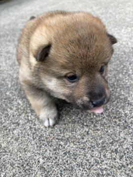 柴犬(標準サイズ)【三重県・女の子・2021年11月4日・茶柴】の写真「茶柴メスです！ワクチン代、消費税込みです。」