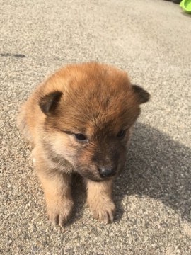 柴犬(標準サイズ)【三重県・男の子・2018年3月14日・茶柴】の写真「茶柴オス、とても小さくて可愛いです！」