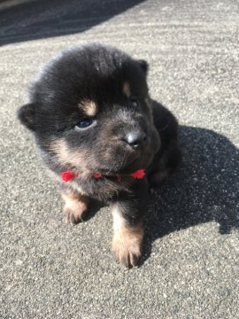 柴犬(標準サイズ)【三重県・女の子・2020年1月16日・黒柴】の写真「小ぶりですがとても元気です」