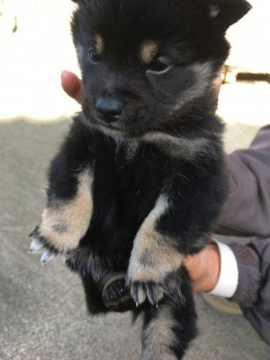 柴犬(標準サイズ)【三重県・男の子・2019年10月23日・黒柴】の写真「黒柴のオスです。とても元気です。」