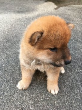 柴犬(標準サイズ)【三重県・男の子・2020年5月3日・茶柴】の写真「モコモコで人懐こっい！写真より可愛いです。」