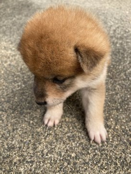 柴犬(標準サイズ)【三重県・女の子・2020年8月30日・茶柴】の写真「小さいけど、元気です！」