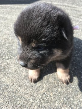 柴犬(標準サイズ)【三重県・女の子・2020年1月16日・黒柴】の写真「小ぶりですが元気な黒柴メスです」